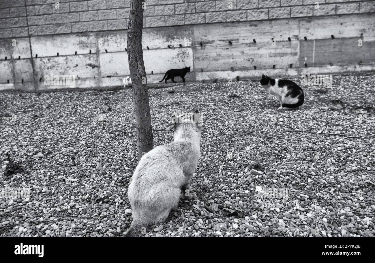 Black and white gray cat Stock Photo - Alamy