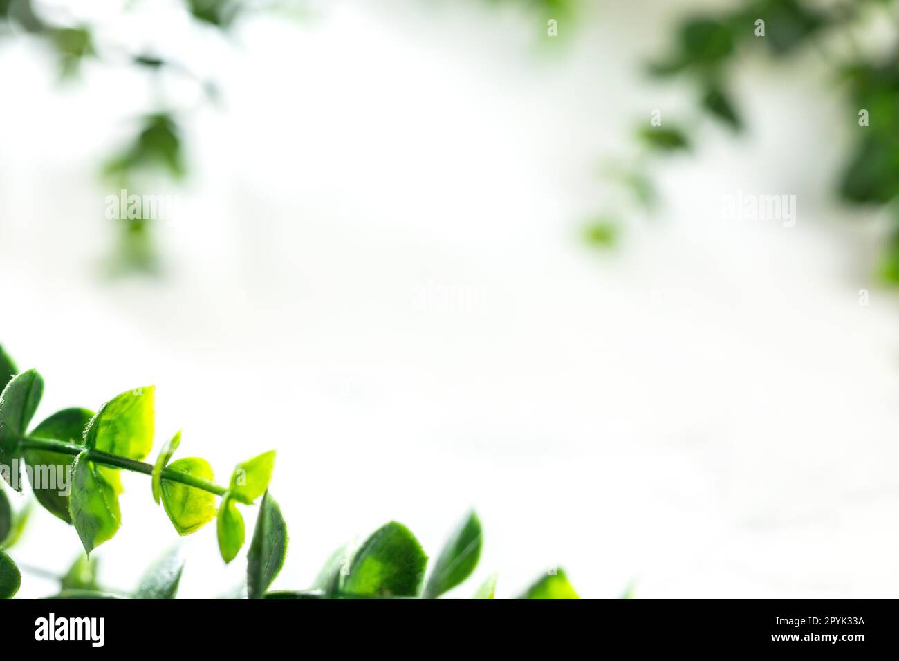 Green leaves border defocus on white background, edge of green plant with copy space. Natural and freshness ecology concept. spring beauty element Stock Photo