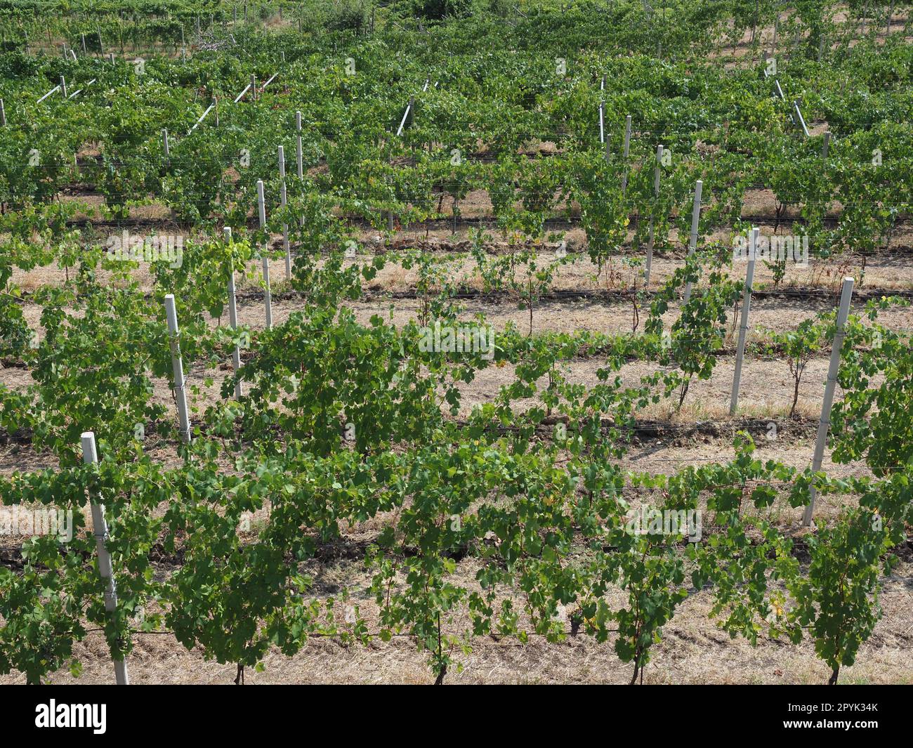 grapevine aka vine plant scientific name Vitis vinifera Stock Photo Alamy