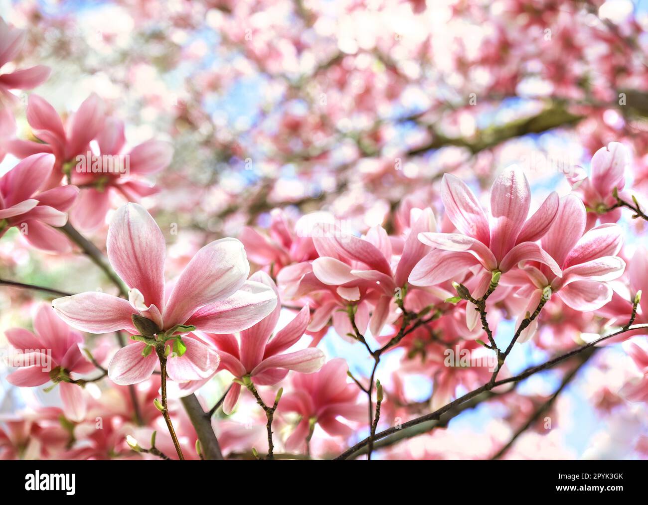 Magnolia blossoms in the spring Stock