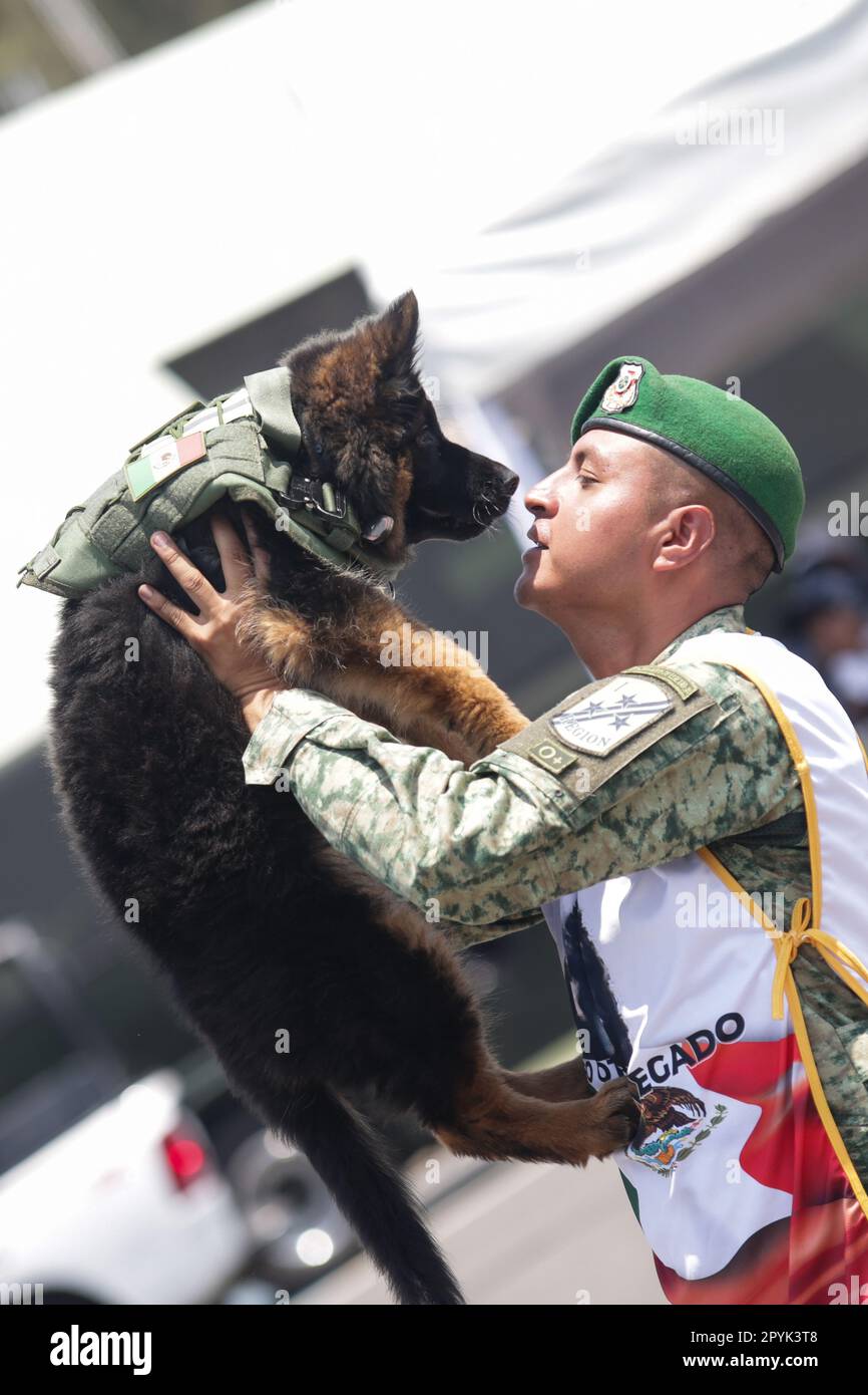Naucalpan, Mexico. 3rd May, 2023. German shepherd puppy Arkadas is cuddled by a soldier at a military base in Naucalpan, Mexico, May 3, 2023. Mexico on Wednesday welcomed Arkadas, a new search puppy given as a gift by T¨¹rkiye out of gratitude to Proteo, a Mexican search dog which died while carrying out duties when a massive earthquake struck T¨¹rkiye in February. Credit: Francisco Canedo/Xinhua/Alamy Live News Stock Photo - Alamy