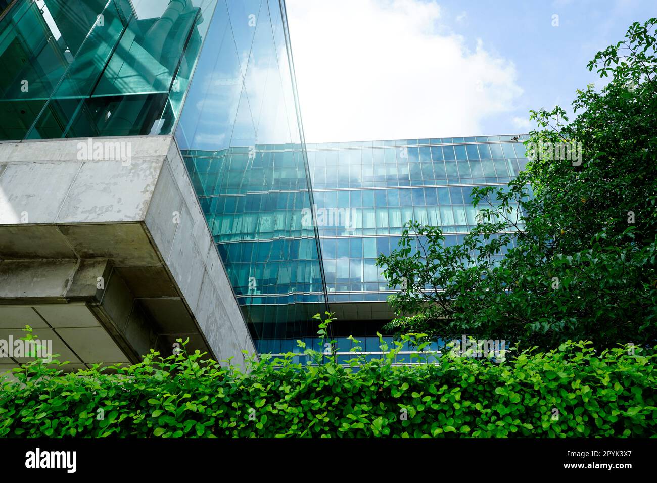 Sustainble green building. Eco-friendly building in modern city. Sustainable glass office building with tree for reducing carbon dioxide. Office with green environment. Corporate building reduce CO2. Stock Photo