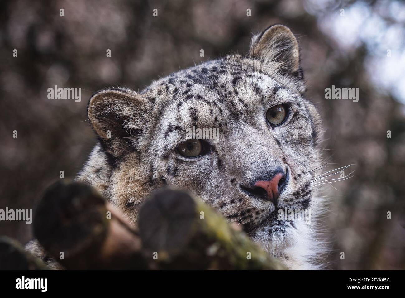 Face portrait of snow leopard (Panthera uncia) Stock Photo