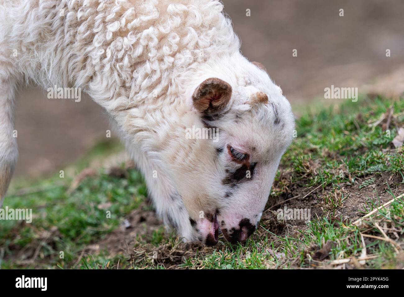 Lamb is grazing on the grass Stock Photo