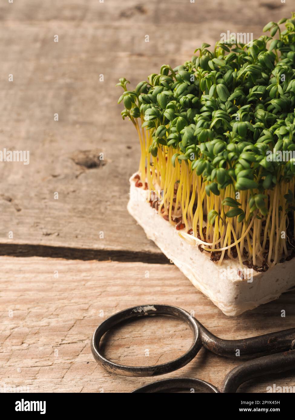 Fresh organic cress with kitchen scissors on a rustic kitchen table Stock Photo