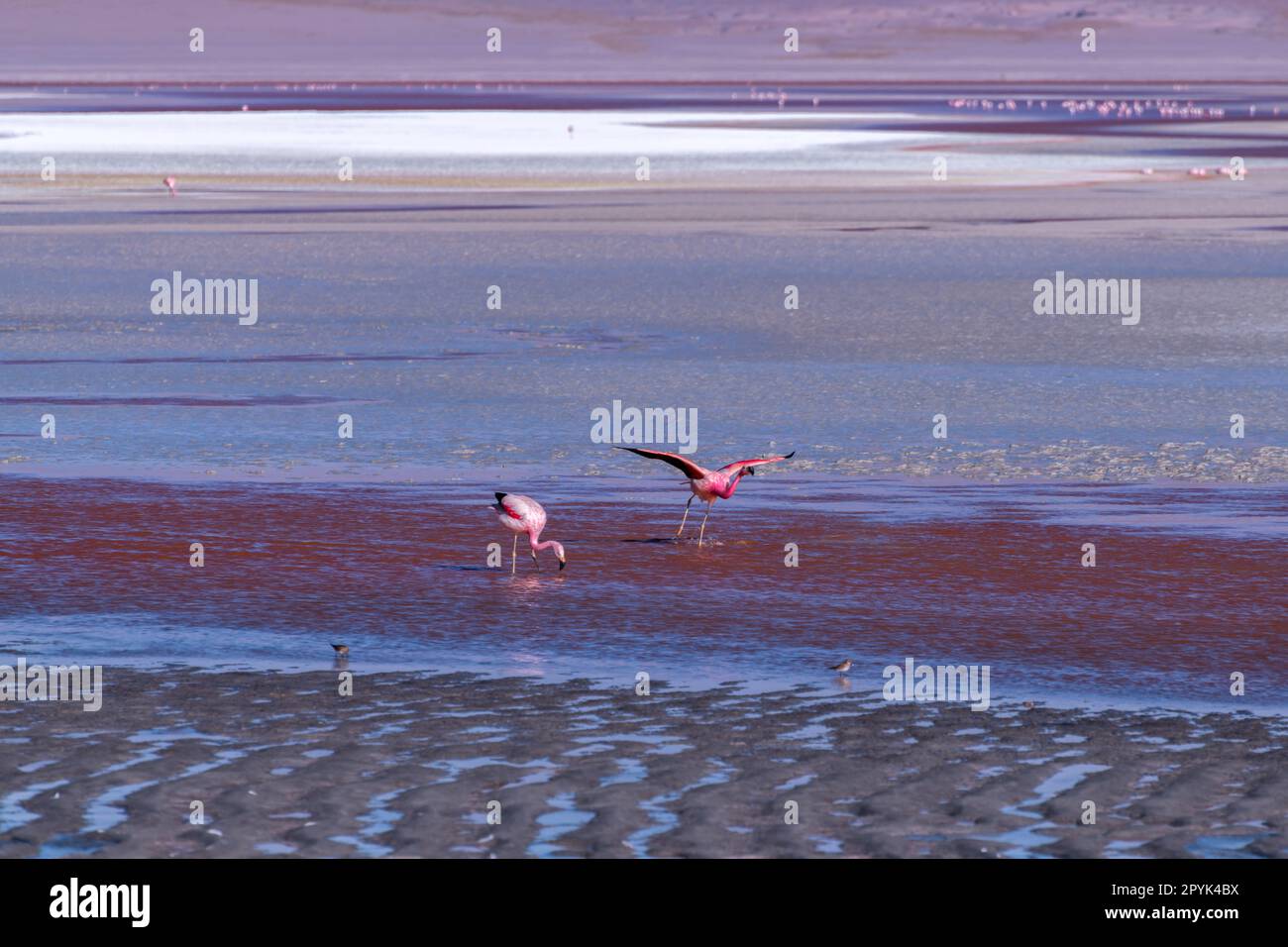 Wild fauna in the red lagoon in the bolivian altiplano Stock Photo
