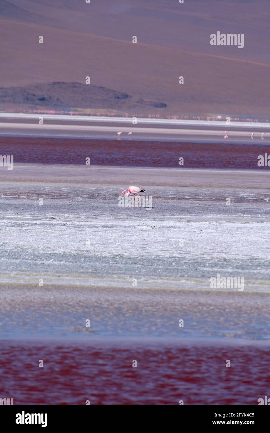 Wild fauna in the red lagoon in the bolivian altiplano. High quality photo Stock Photo