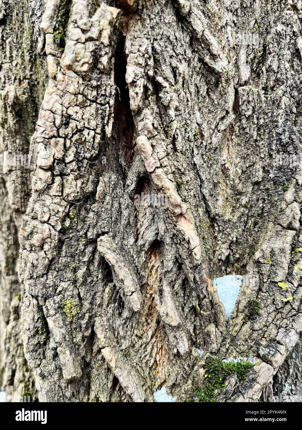 photo of acacia tree bark in winter Stock Photo