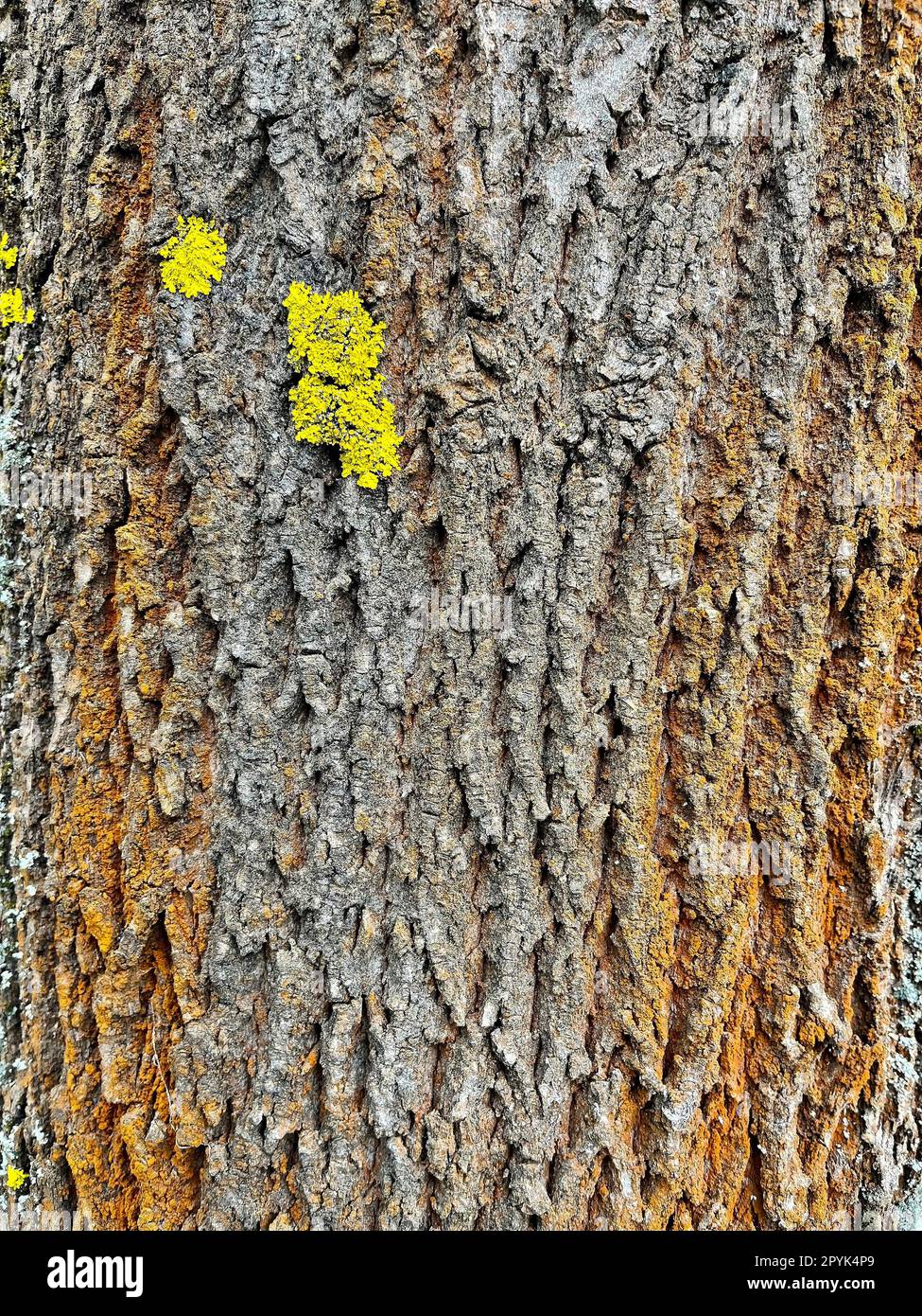 large photo of the bark of a poplar tree Stock Photo