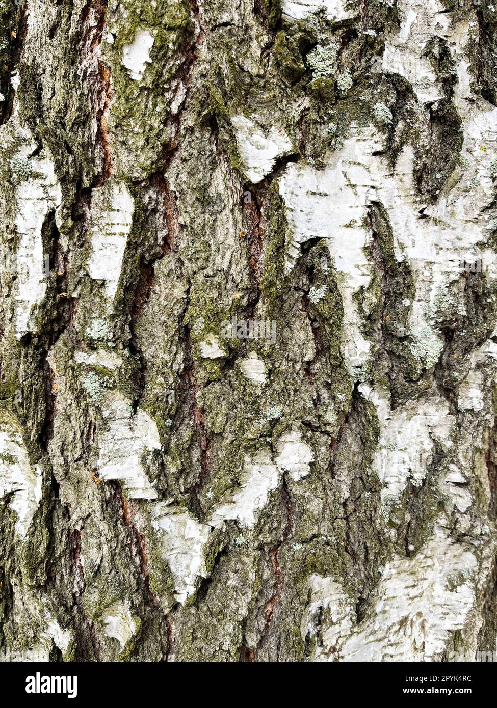 photo of birch tree bark in winter Stock Photo
