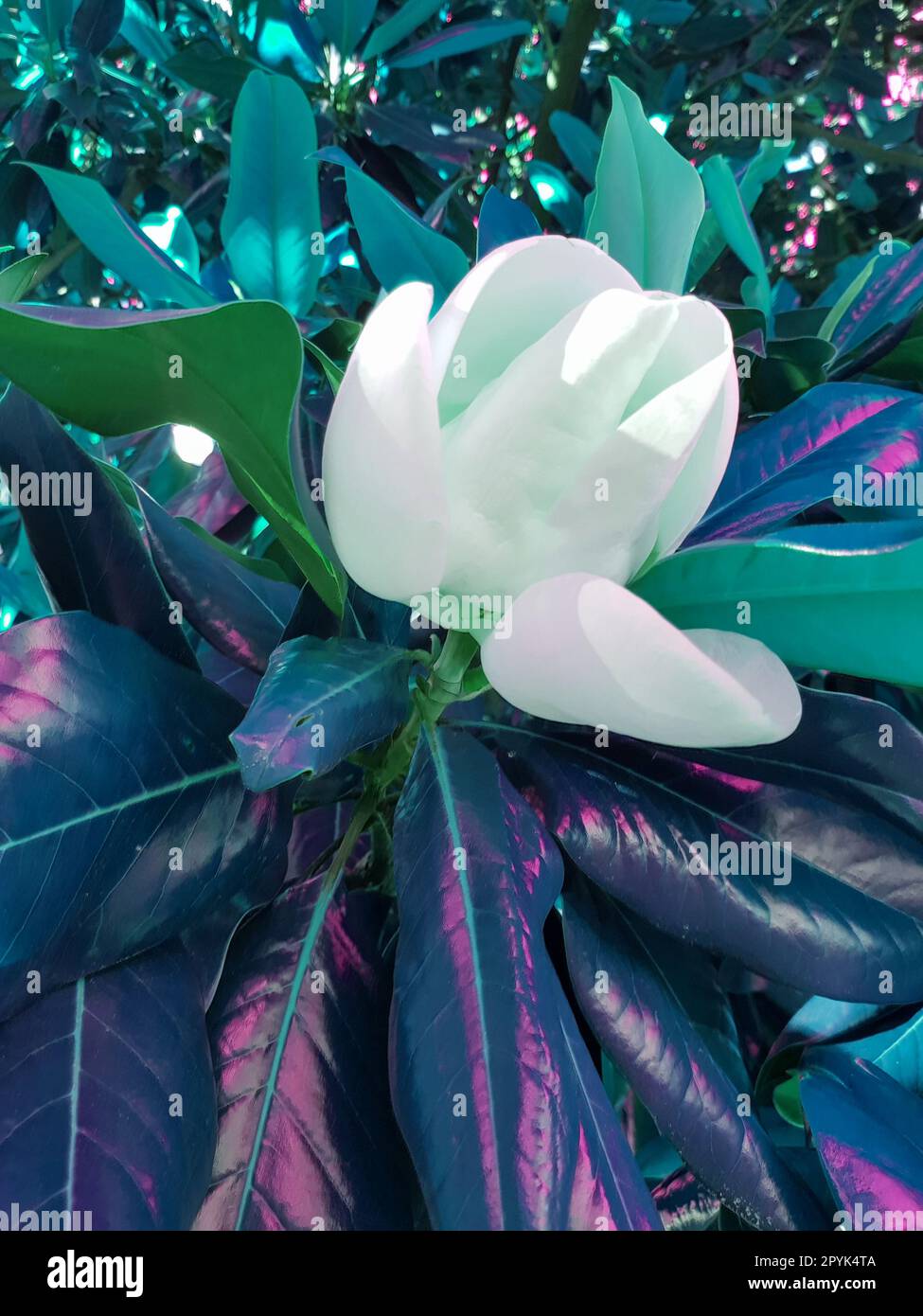 Green tinted, a large creamy-white southern magnolia flower is surrounded by glossy green tree leaves. White petal close-up, vertical Stock Photo