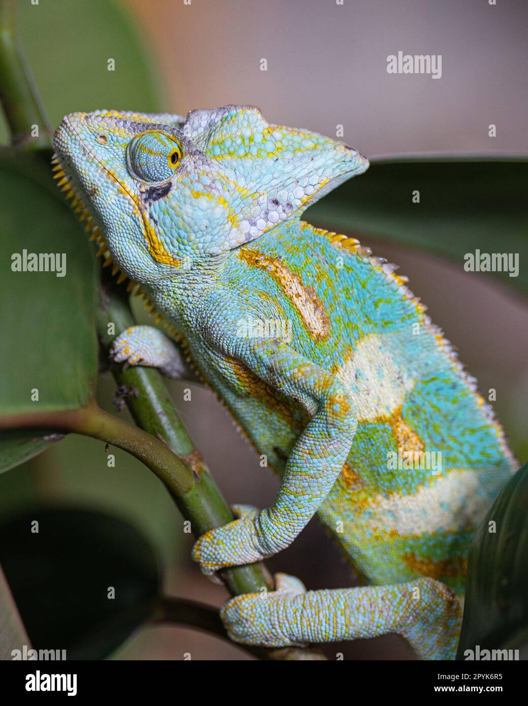 Yemen chameleon, Chamaeleo calyptratus Stock Photo