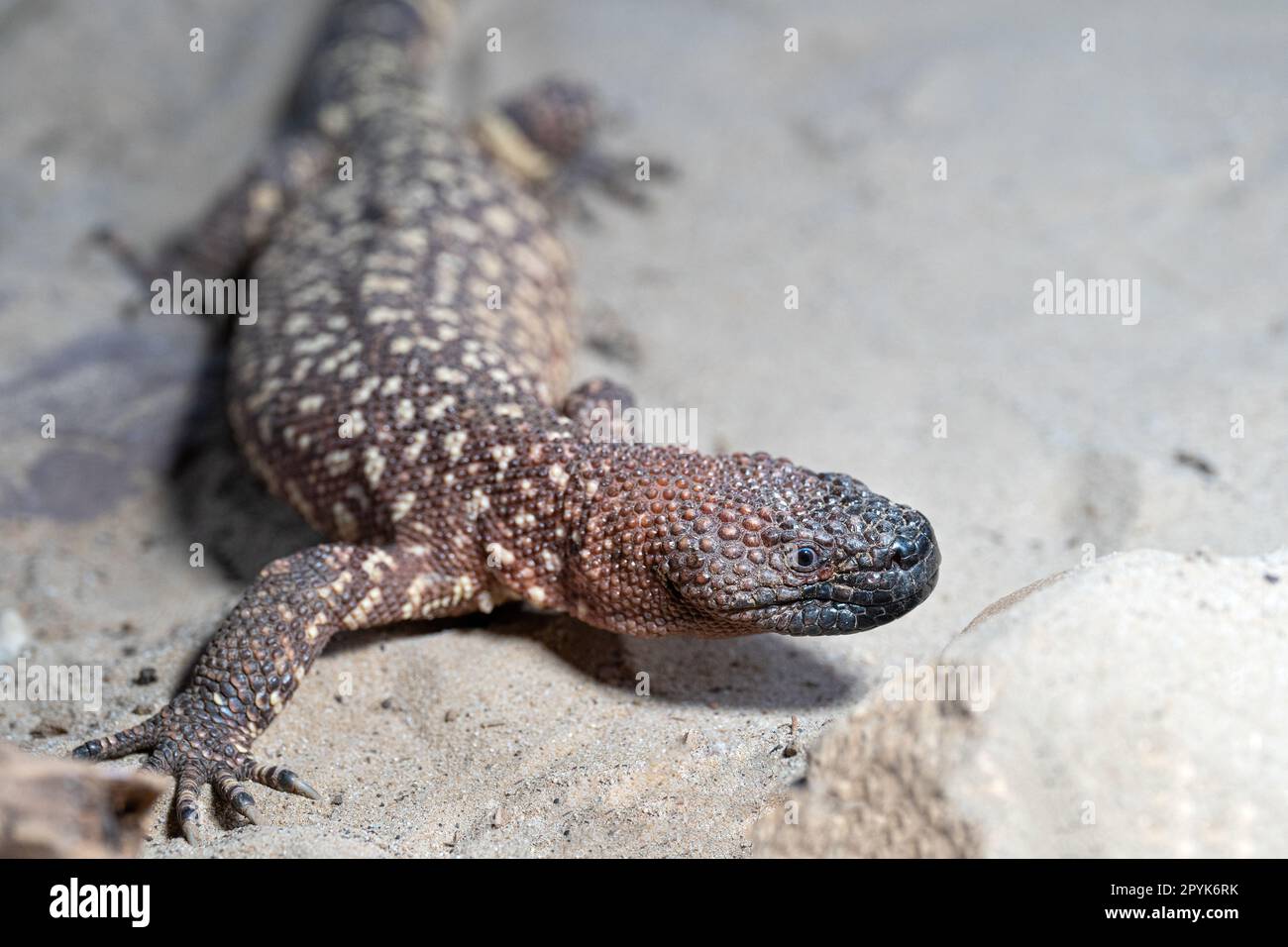 Mexican beaded lizard, Heloderma horridum Stock Photo Alamy