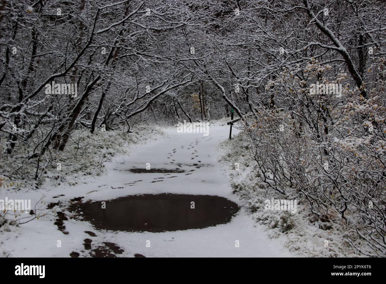 Walk through Asbyrgisskogur, the snowy forest inside Asbyrgi Canyon Stock Photo