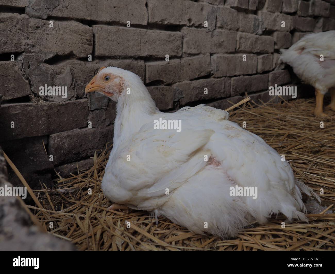 White chickens farm, real scenery. Chickens in the village barn. Raising poultry for the production of eggs and meat. Poultry and animal husbandry. On Stock Photo