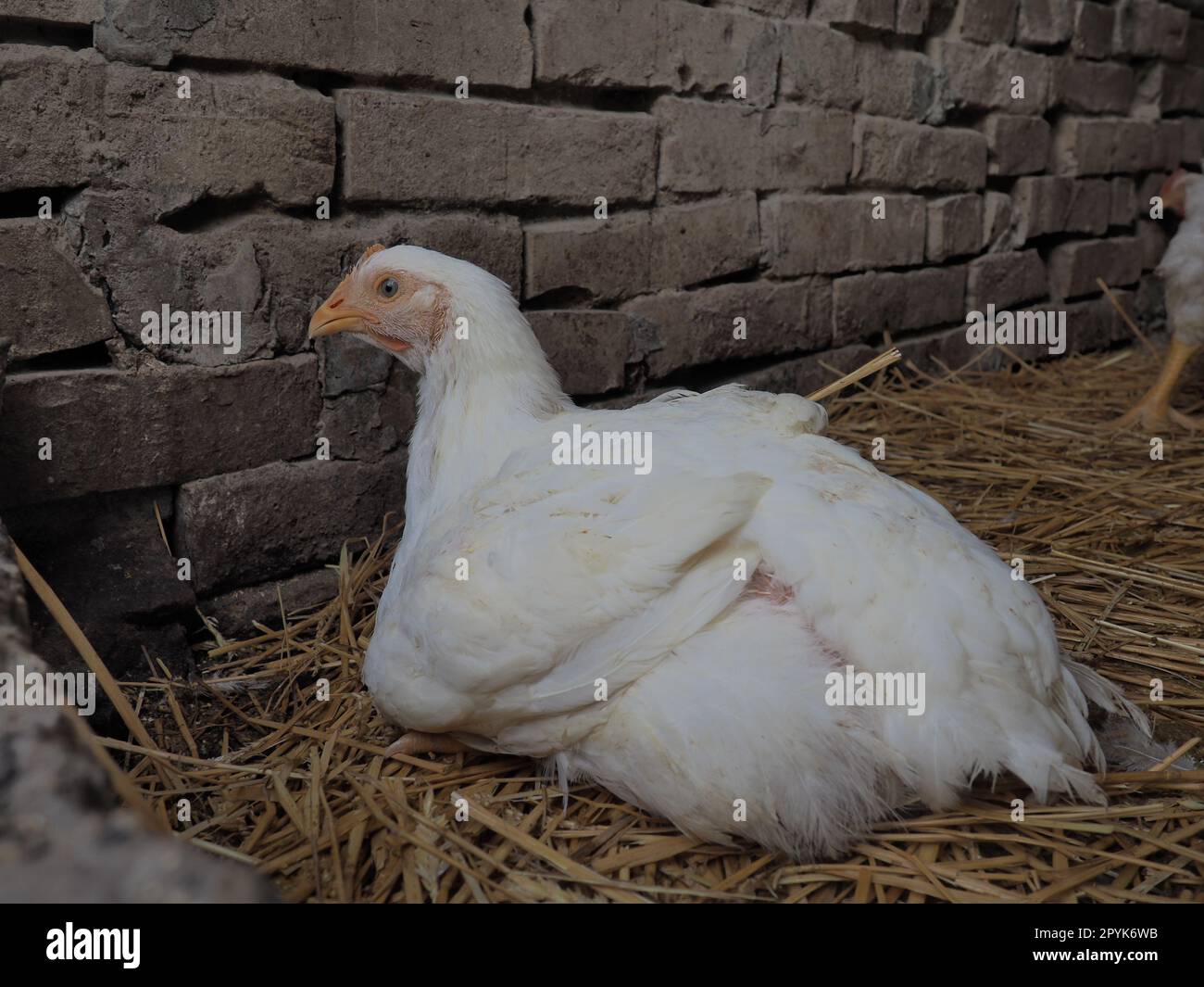 White chickens farm, real scenery. Chickens in the village barn. Raising poultry for the production of eggs and meat. Poultry and animal husbandry. One bird sits Stock Photo