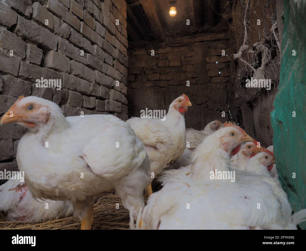 White chickens farm, real scenery. Chickens in the village barn. Raising poultry for the production of eggs and meat. Poultry and animal husbandry. Ma Stock Photo