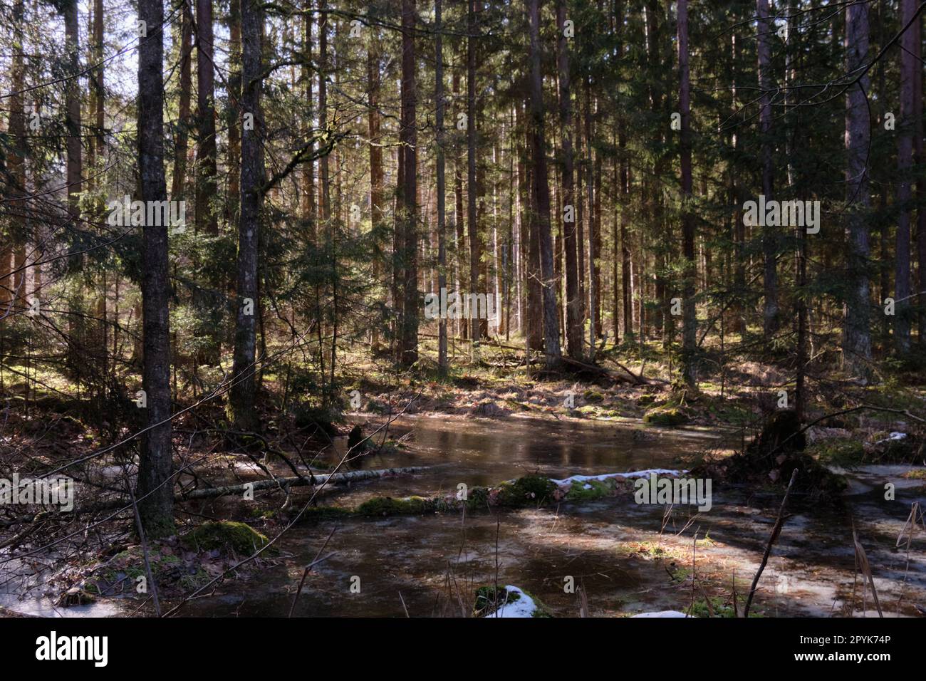 Coniferous forest in winter sun Stock Photo