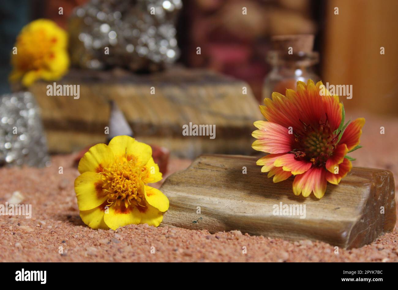 Yellow Flower on Petrified Wood and Crystals on Australian Red Sand Stock Photo