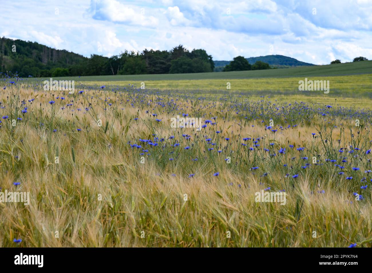 Grain field with trees and blue sky hi-res stock photography and images ...