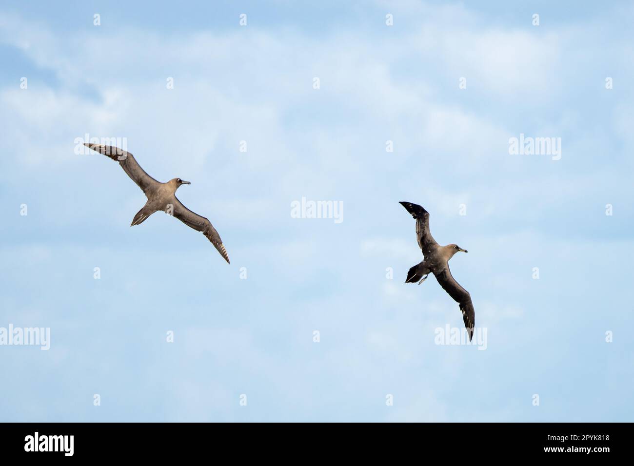 Dark albatross (Phoebetria fusca) a sooty black albatross with