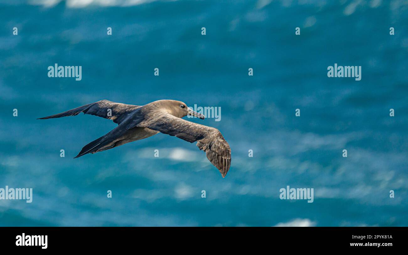 Dark albatross (Phoebetria fusca) a sooty black albatross with