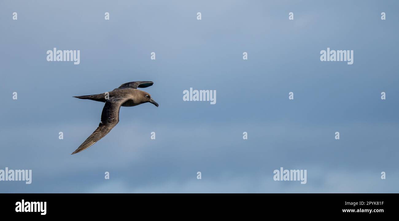 Dark albatross (Phoebetria fusca) a sooty black albatross with characteristically long, narrow wings and a narrowly tapering tail glides elegantly through the air in soaring flight Stock Photo