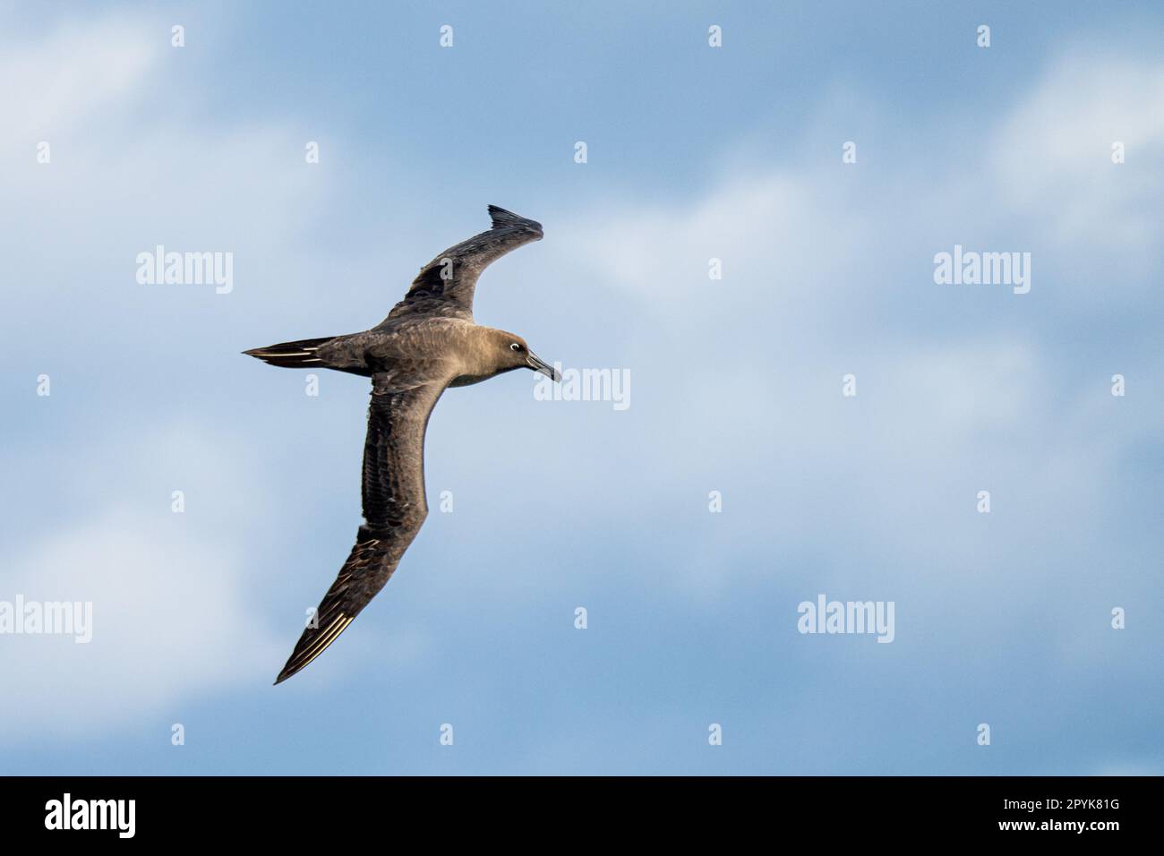 Dark albatross (Phoebetria fusca) a sooty black albatross with characteristically long, narrow wings and a narrowly tapering tail glides elegantly through the air in soaring flight Stock Photo