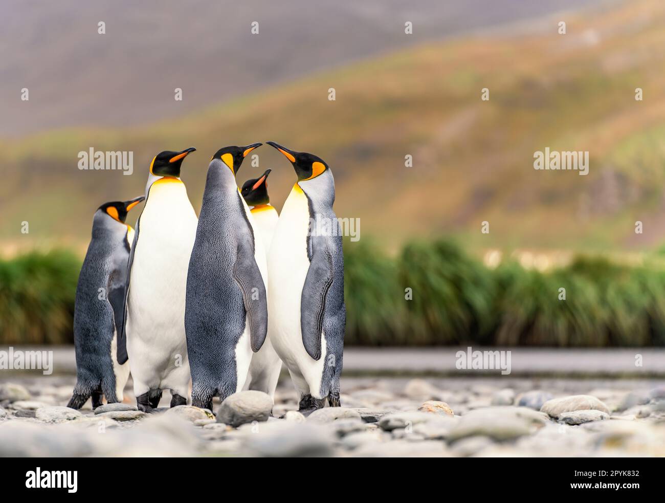Group of  King Penguins (APTENODYTES PATAGONICUS) on South Georgia Stock Photo