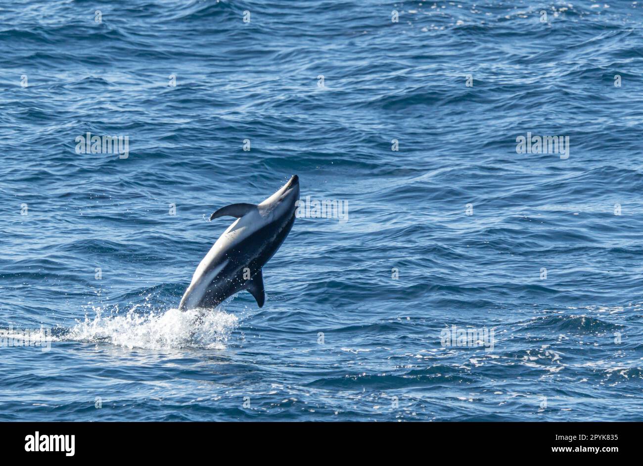 Playful, jumping black dolphin (Lagernohynchus obscurus) in the open sea Stock Photo
