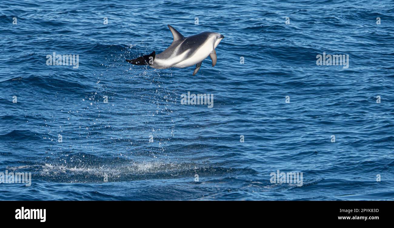 Playful, jumping black dolphin (Lagernohynchus obscurus) in the open sea Stock Photo