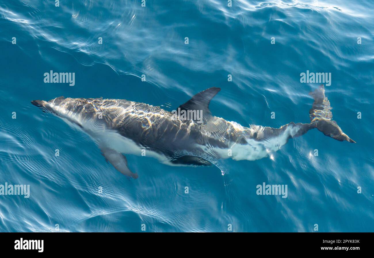 Playful, jumping black dolphin (Lagernohynchus obscurus) in the open sea Stock Photo