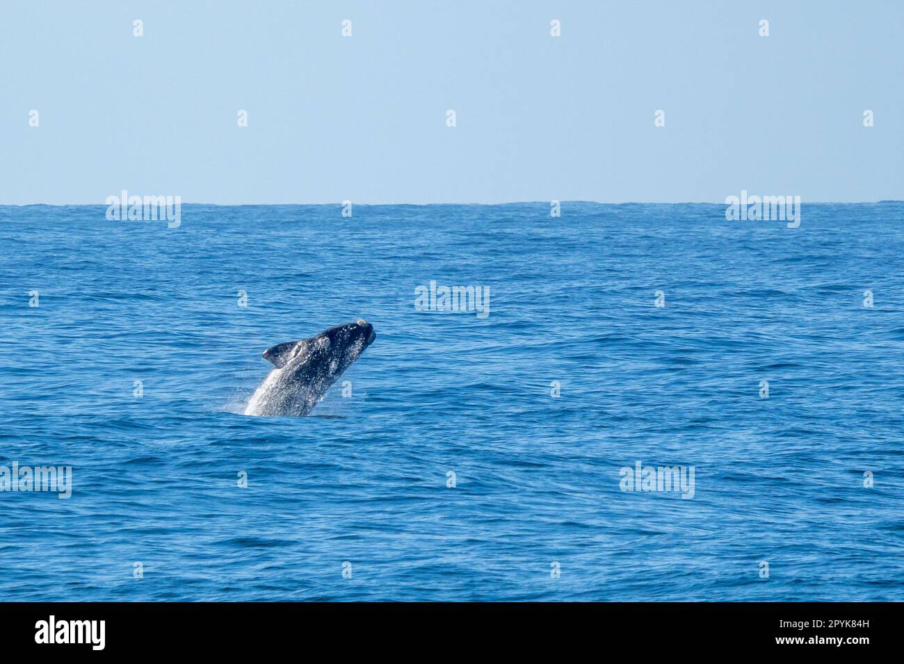 Playful, jumping black dolphin (Lagernohynchus obscurus) in the open sea Stock Photo