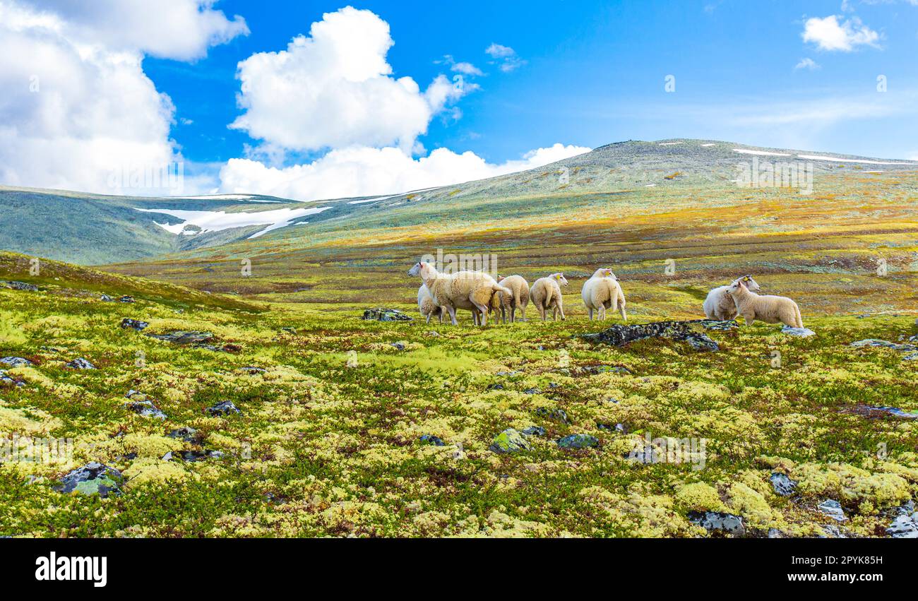 Sheep grazing in beautiful mountain and landscape panorama with