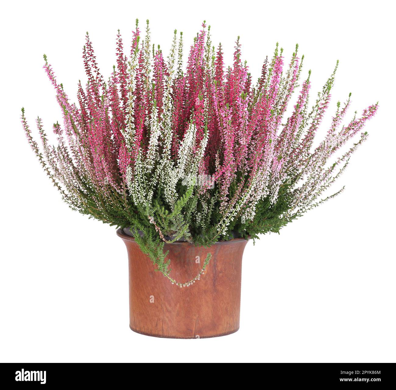 Potted white and pink heather, isolated background Stock Photo