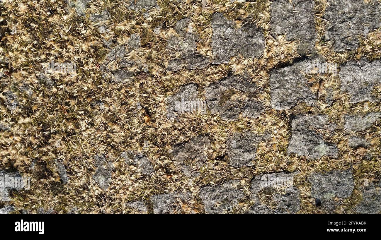 Pile of large granite cobblestones or boulders overgrown with green moss, lichen and garden plant succulent. Close up view. Banner. Brown warm tones Stock Photo