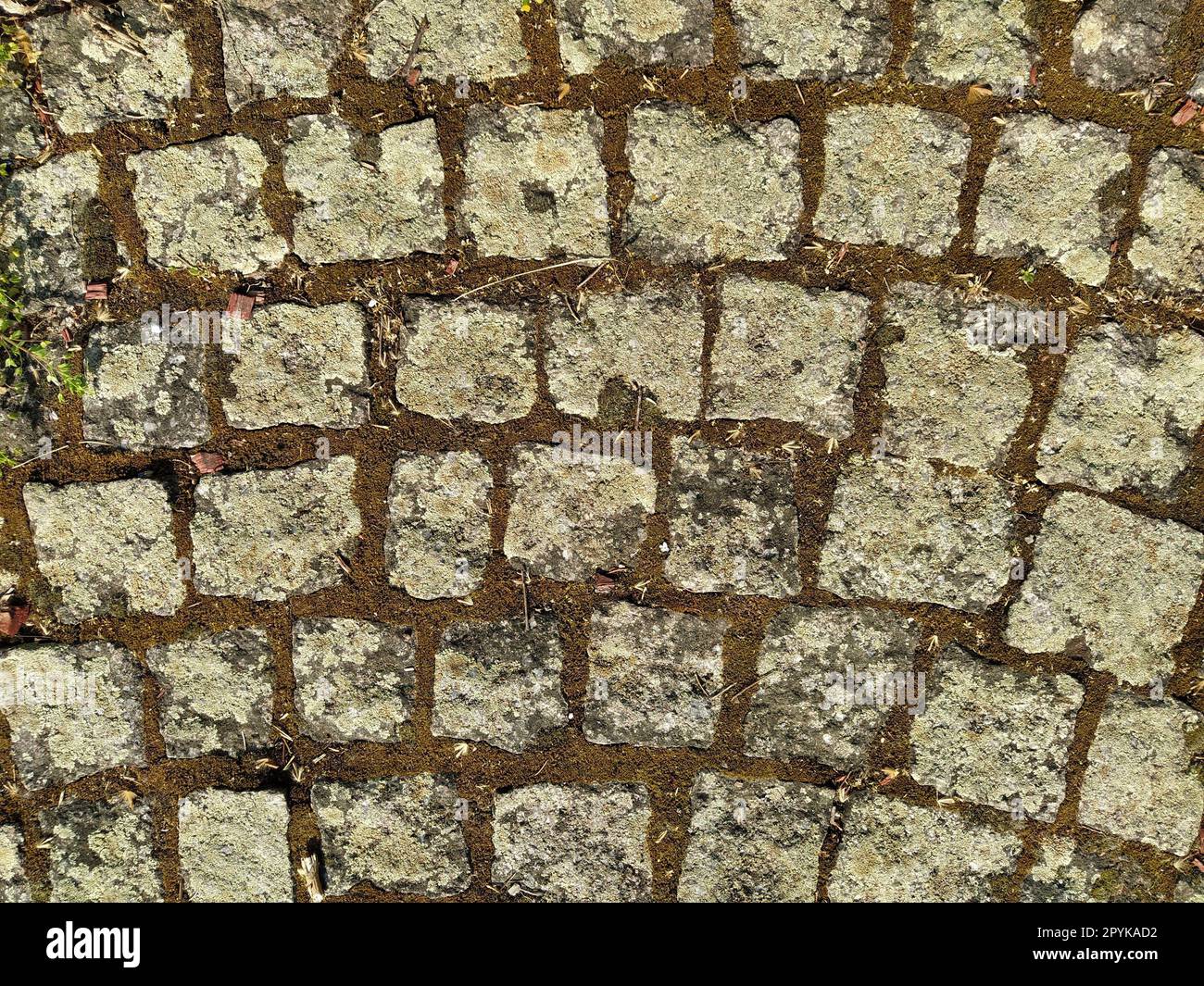 Concrete or cobble gray pavement slabs or stones for floor, wall or path. Traditional fence, court, backyard or road paving. Old square cobblestones overgrown with grass and moss Stock Photo