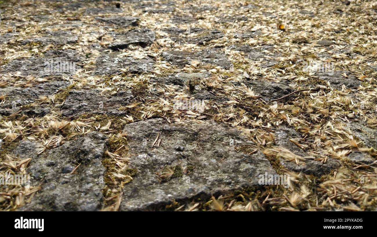Pile of large granite cobblestones or boulders overgrown with green moss, lichen and garden plant succulent. Close up view. Banner. Brown warm tones Stock Photo