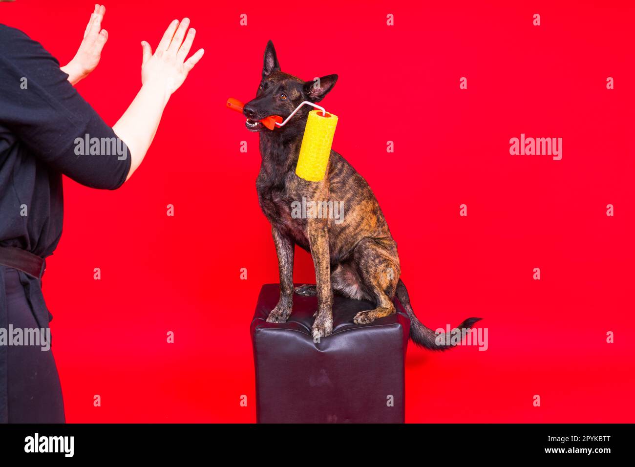 A dog builder is holding roller brusht. Red yellow background. Isolated. Dutch shepherd Stock Photo