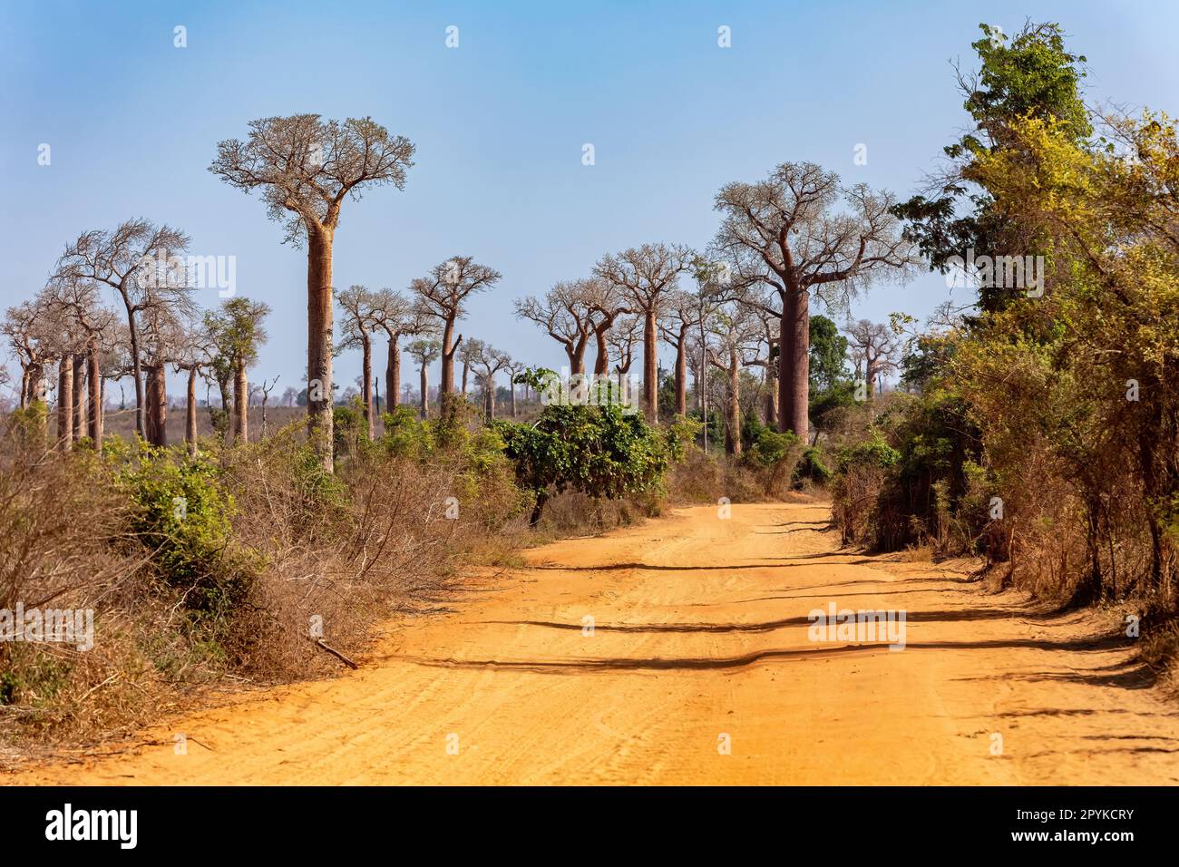 Baobab forest on the road from Morondava to Belo Sur Tsiribihina. Madagascar landscape. Stock Photo