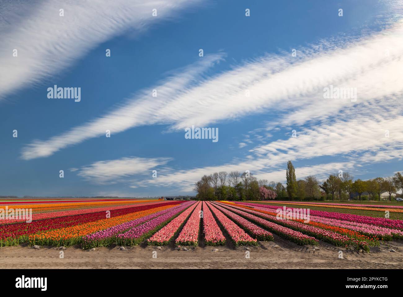 Field of tulips near Lemmer, Friesland, Netherlands Stock Photo