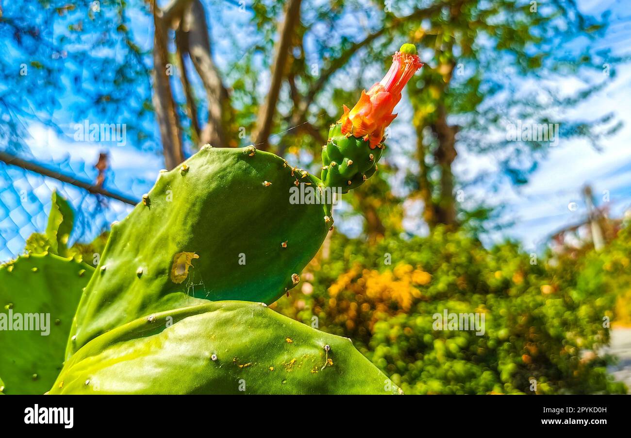Tropical cacti cactus plants with flowers flower blossom Mexico. Stock Photo