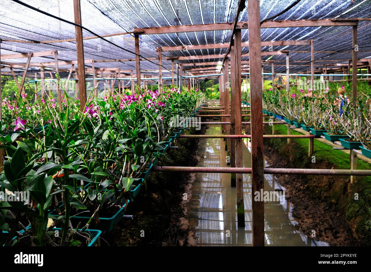 Thai Orchids farm. Stock Photo