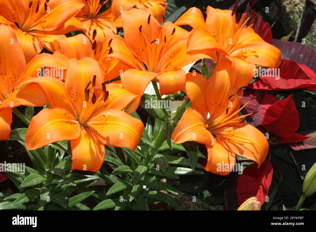 Orange Lilium 'Enchantment' (Lilium auratum) flowers in bloom : (pix Sanjiv Shukla) Stock Photo