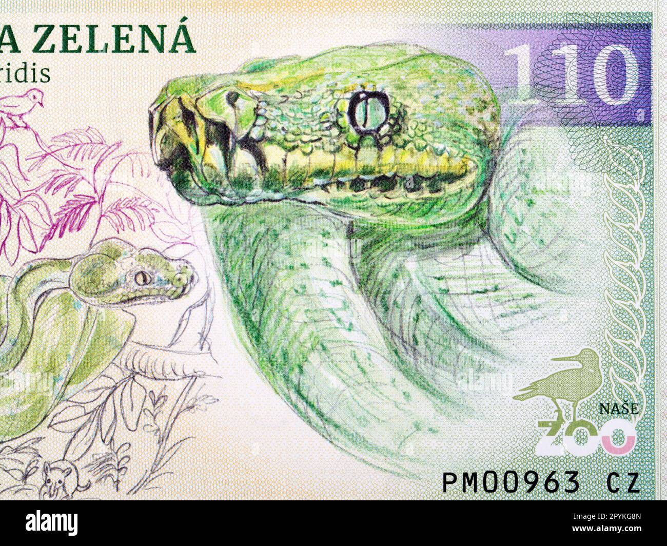Green Python Portrait Green snake python hi-res stock photography and images - Alamy