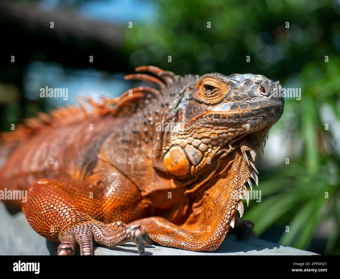 Bright orange iguana (Iguana iguana) under sunshine, with blur