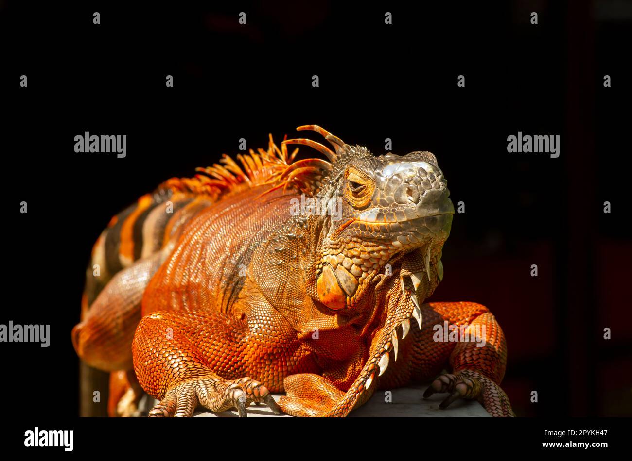 Bright orange iguana (Iguana iguana) under sunshine, with blur