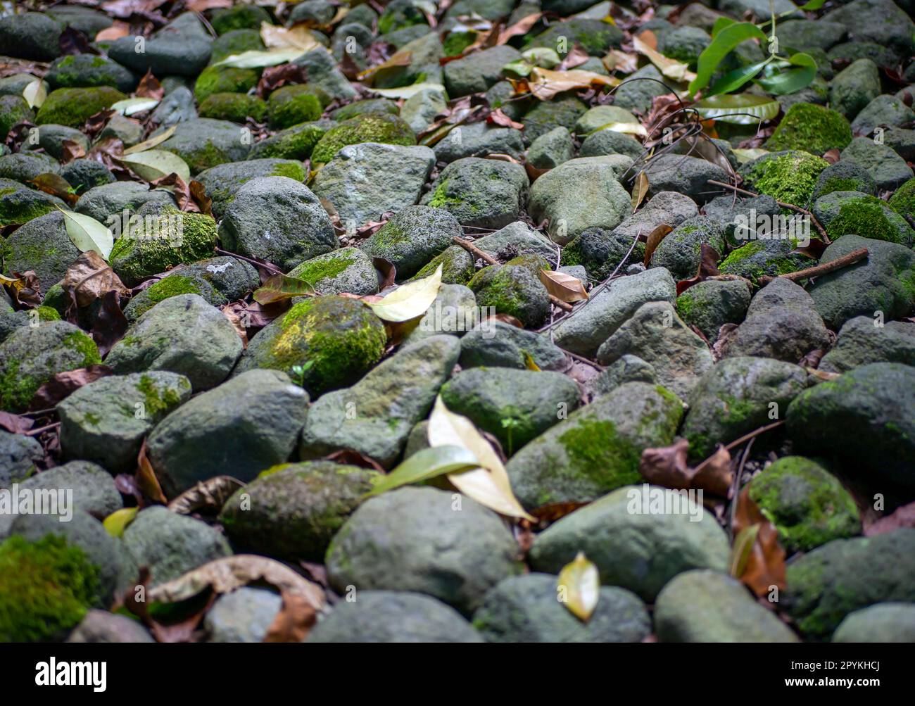 Green moss on the stone for natural computer background and wallpaper Stock Photo