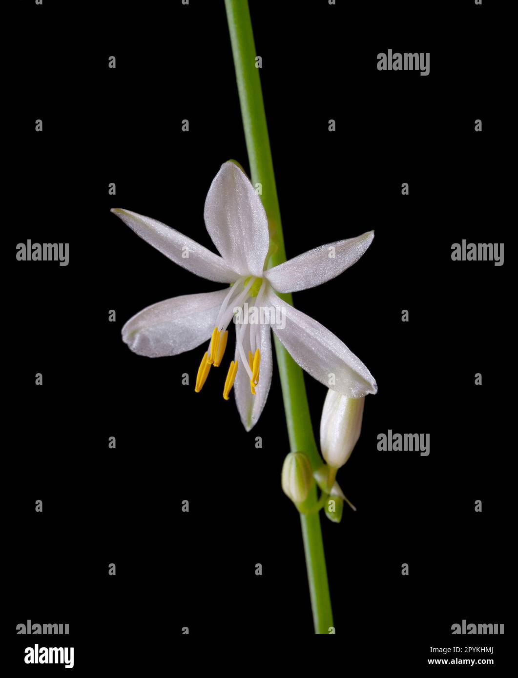 Spider plant flower, Chlorophytum comosum Stock Photo