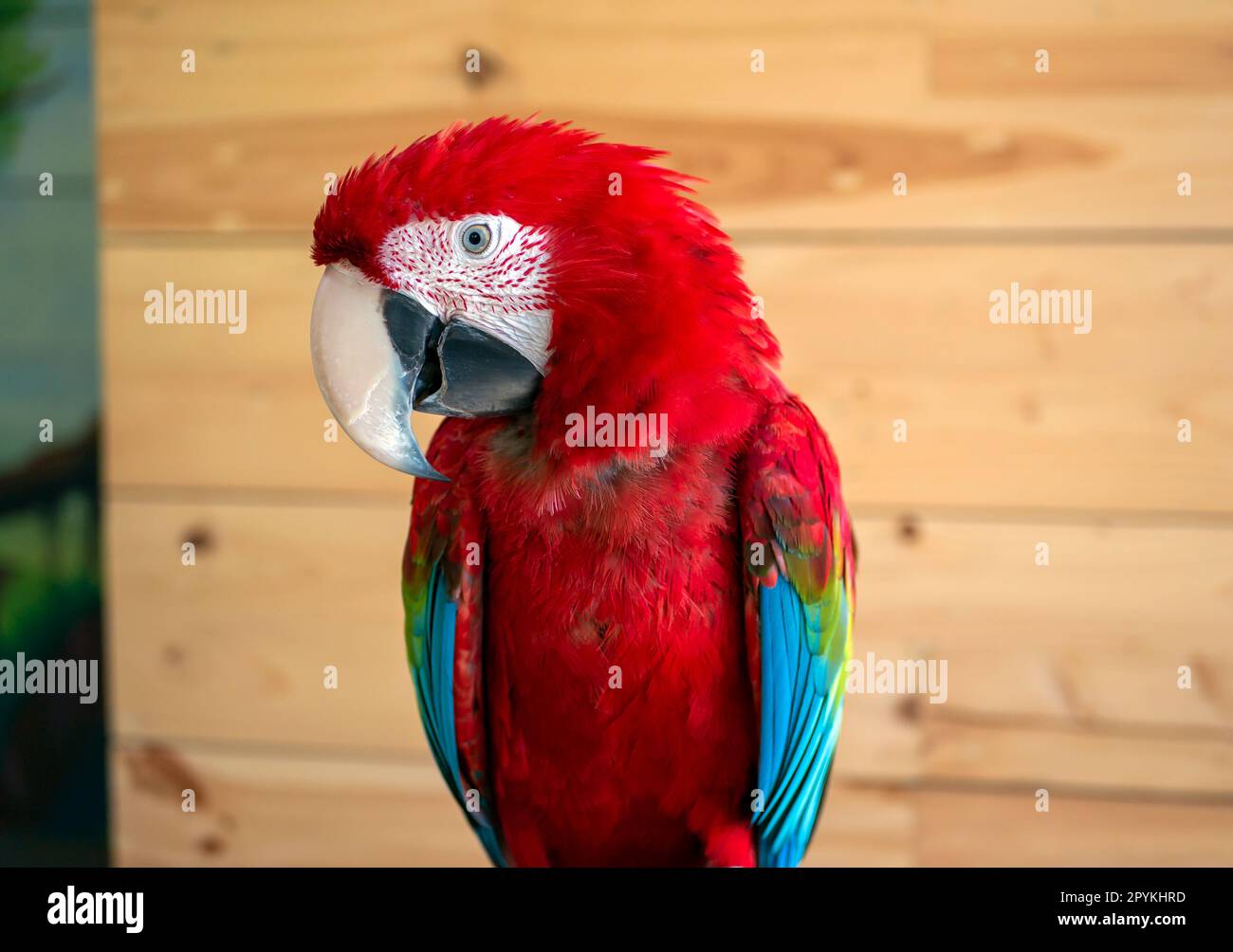 The red and green macaw (Ara chloropterus) in a mini zoo, in Yogyakarta